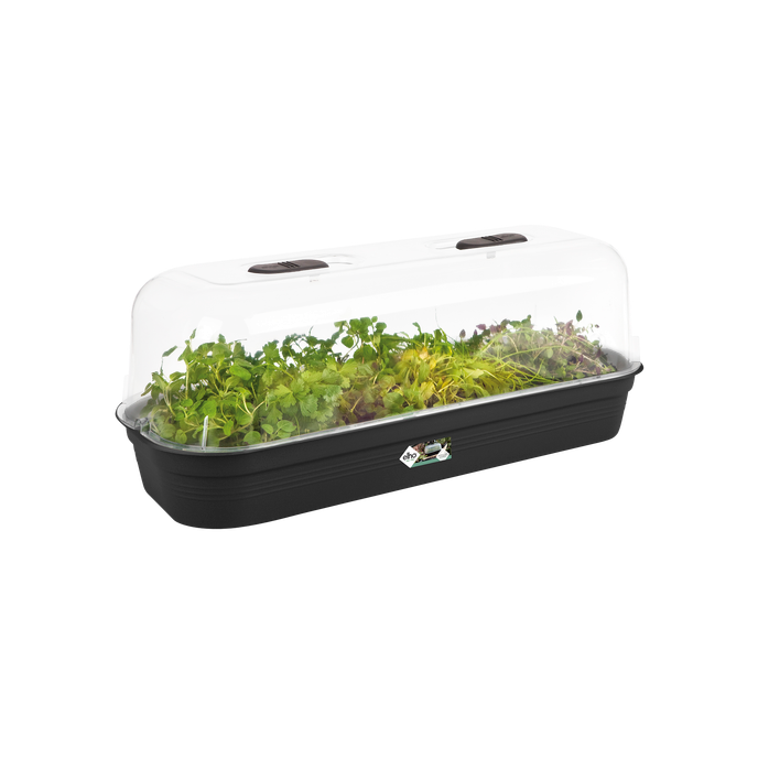 green basics anzucht schale l living schwarz